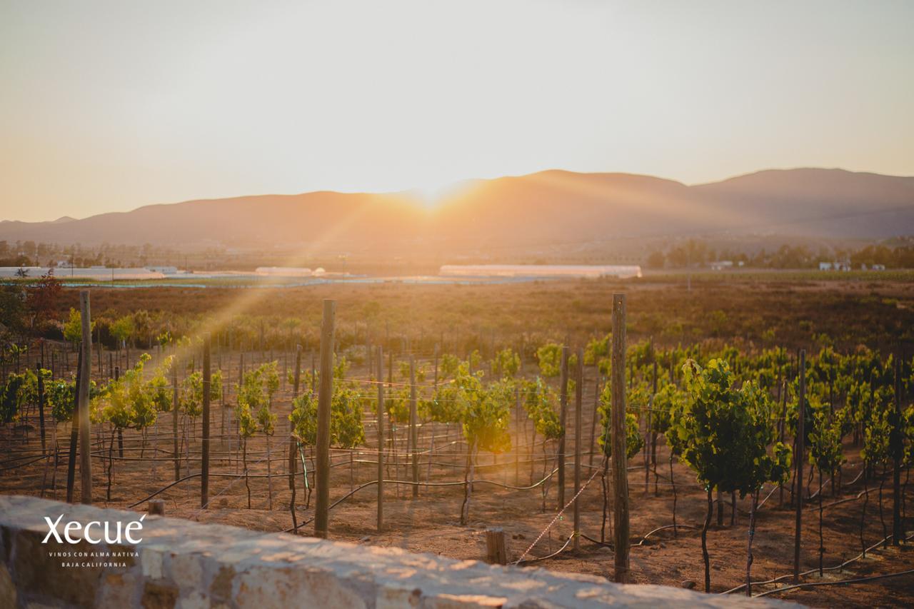 فندق Vinos Xecue إنسينادا المظهر الخارجي الصورة